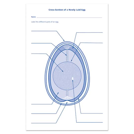 Learning Resources® Chick Life Cycle Exploration Set